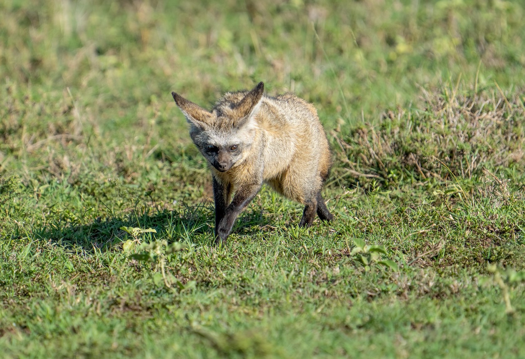 Baby Hyena walking in the grass